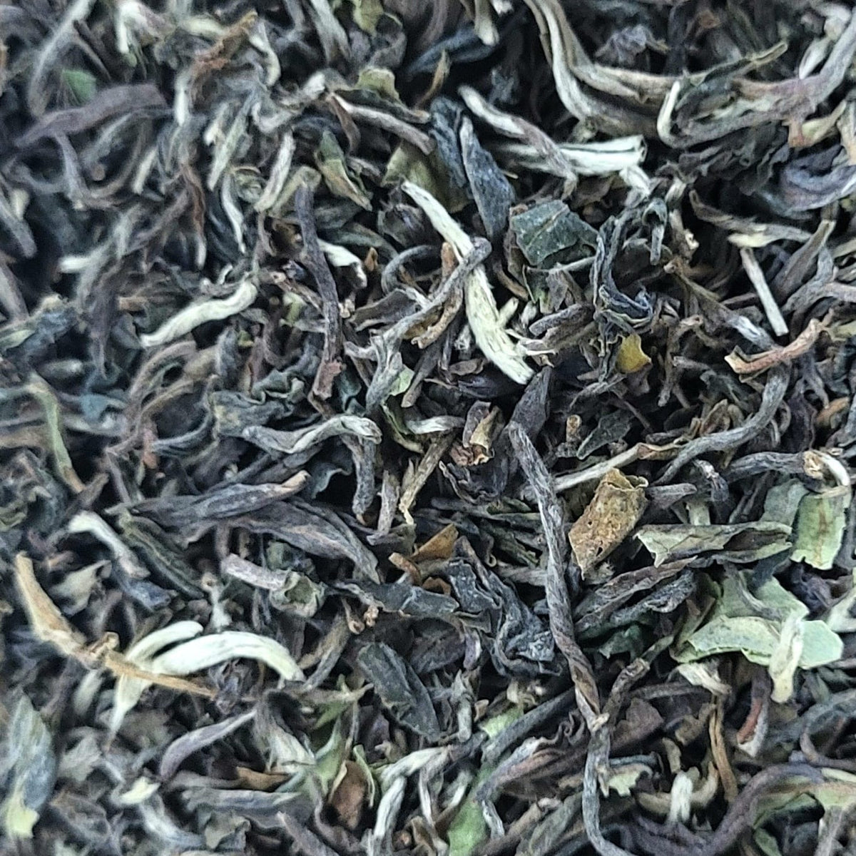 Darjeeling